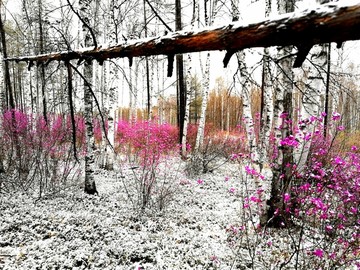 傲雪杜鹃