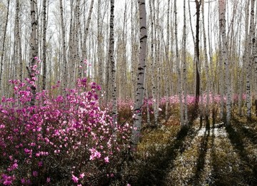 杜鹃花