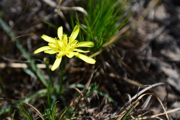 山花