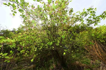 山野植被