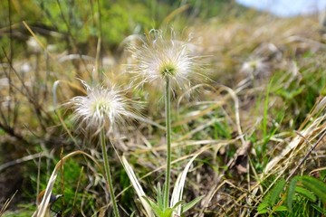 山野植被