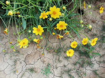 干裂土地上的花