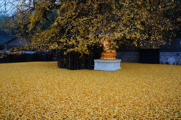 西安观音寺古银杏秋景