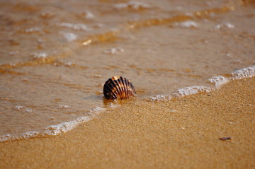 秦皇岛沙滩贝壳海浪