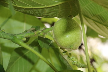 核桃枝叶果