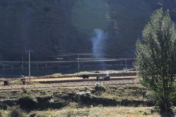 高山草甸 牧场