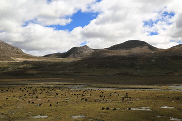 高山草甸 牧场