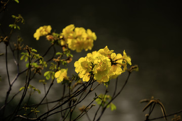 黄金风铃花