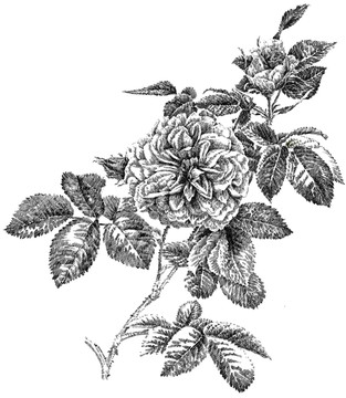 復(fù)古薔薇手繪