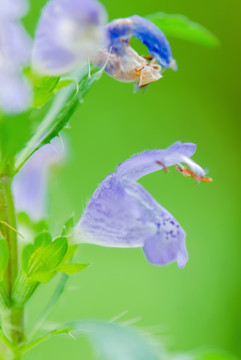 枝子花