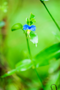 兰花草