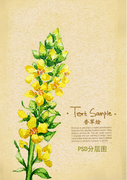 小黃花