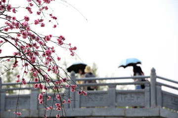 碧桃花开