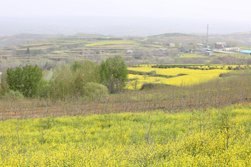 田野风光