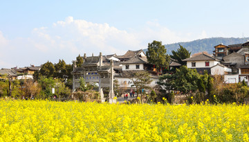 和顺古城 油菜花 和顺油菜花