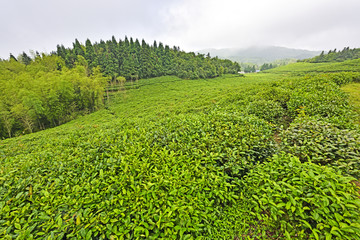 茶园 茶园风光