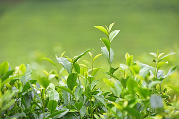 茶叶 茶叶特写