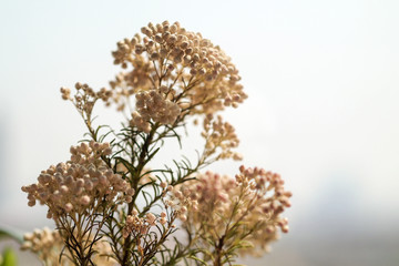 米花 鲜花 花素材