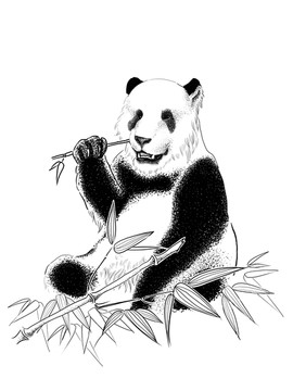 秦嶺四寶 大熊貓