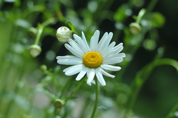 小雏菊