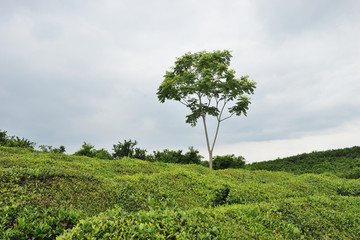 美丽乡村