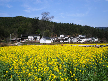 上饶市 婺源县 田园风光