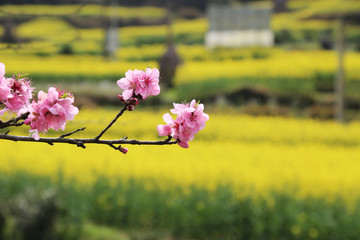 婺源县 庆源古村 桃花