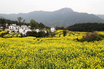 婺源县 江岭景区 江岭村