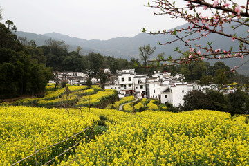 婺源县 江岭景区 江岭村 桃花