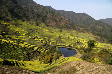 婺源县 篁岭景区 油菜花梯田