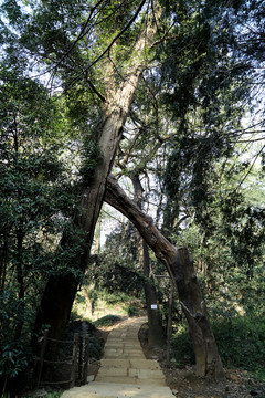 婺源县 篁岭景区 道路