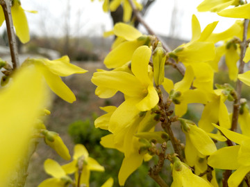 黄色花 春天植物