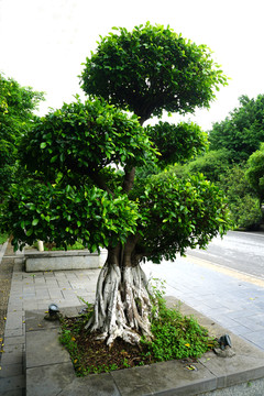 榕树造型盆景