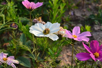 格桑花