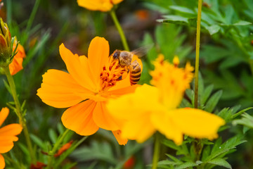 黄色菊花