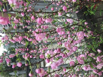 桃花 小红花