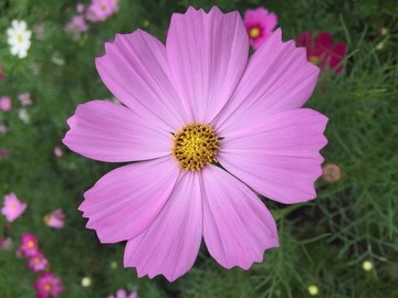 波斯菊 花朵 粉红色