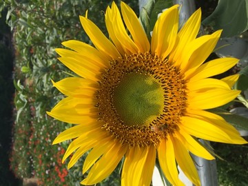 葵花 向日葵 太阳花