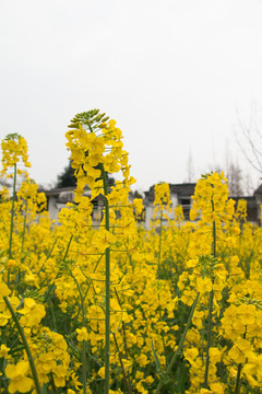 油菜花