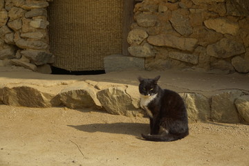 黑猫 乡村民居 农家庭院