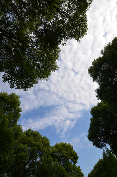 枝叶草坪天空背景