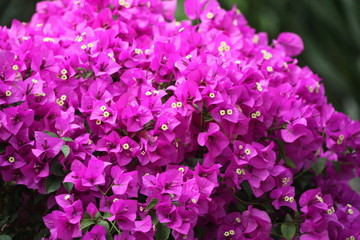 三角梅 花卉 花儿 花草