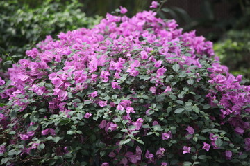 三角梅 花卉 花儿 花草 植物