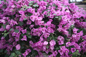 三角梅 花卉 花儿 花草 植物