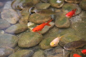 锦鲤 红鲤鱼 鱼 水 鲤鱼 池