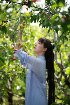 櫻桃園里的美女