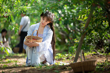櫻桃園里的美女