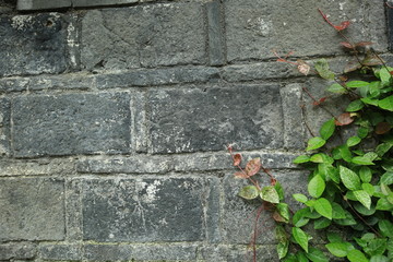 灰砖墙 植物墙