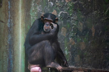 济南动物园黑猩猩 （29）