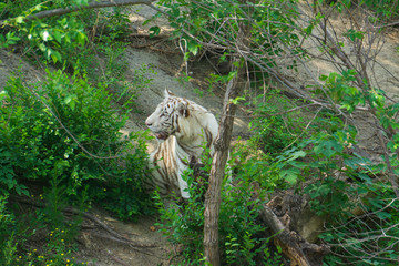 济南动物园老虎 （22）